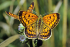 102007 Copper buterfly.jpg